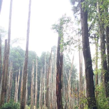 Bamboo Forest