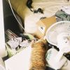 被窩
