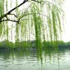[鋼琴獨奏]楊柳情翠