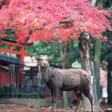 風停在奈良