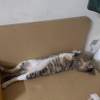 pussy cat