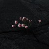 花期