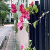 珂拉琪 - 萬千花蕊慈母悲哀 cover
