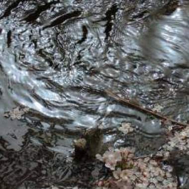 櫻花流水