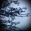 Singing Under Artificial Trees (DEMO)