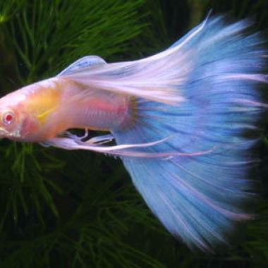 失戀魚