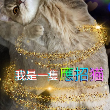☆我是一隻應招猫