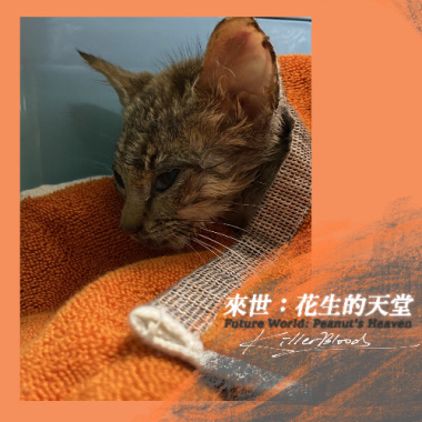 來世：花生的天堂