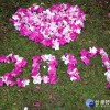杜鵑花開了