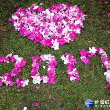 杜鵑花開了