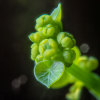 菩提薩埵demo