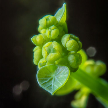 菩提薩埵demo