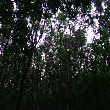 被遺忘的靈路指南 2021 Demo