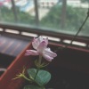 在茉莉盛开的花季（demo）