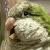星期三之歌