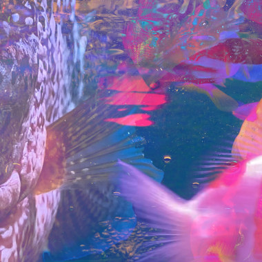 🧬哞🧬