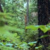 Jungle