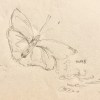 Wind Flower