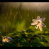 Flower Rain