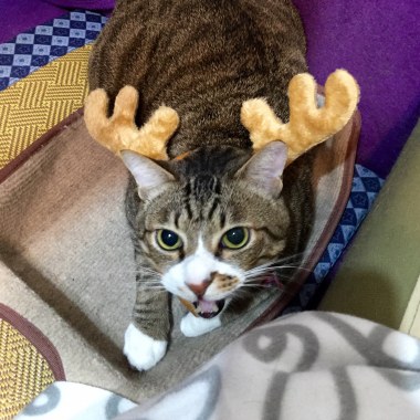 Lion Pretending X'mas 麋鹿版