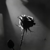 Apologize (Demo)