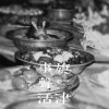 贊普>蔡金雪