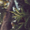 籬籬櫻_民族幻想_風之詠