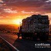 棉花 Cotton