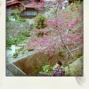桃花期
