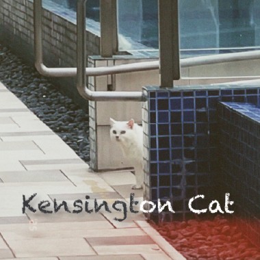 Kensington Cat 肯辛頓之貓
