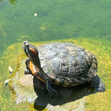 下船仔