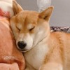 剝皮柳丁