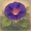 清晨的牽牛花
