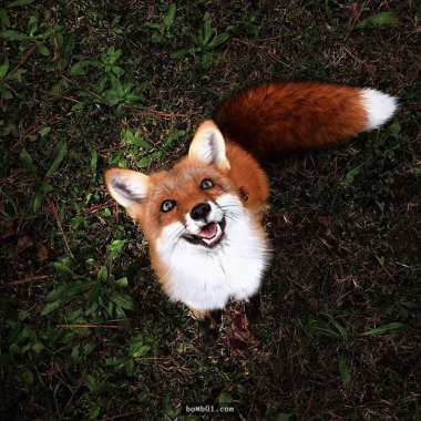 风中蝶舞