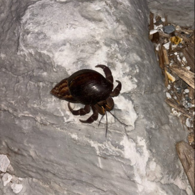 碩碩SHUÕ-【自白（DEMO)】