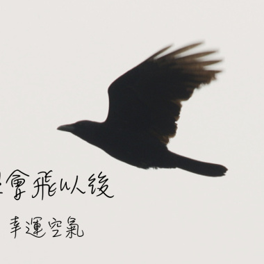 學會飛以後