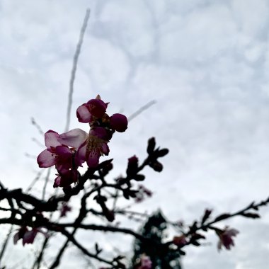 花 - Demo