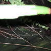 jungle