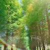 Within the Forest（沈浸版）