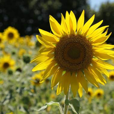 Take It Easy 2020 demo