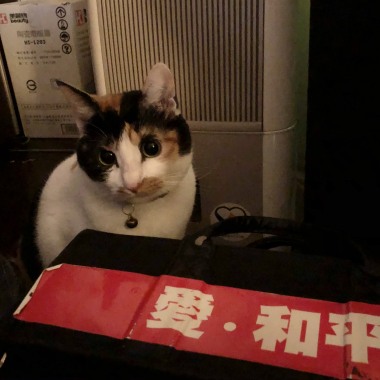 忘憂草