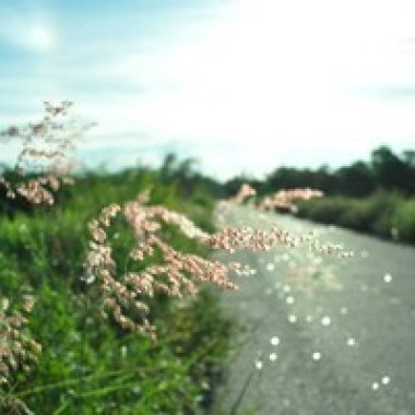 DEAR