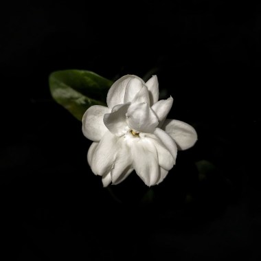 Jasmine