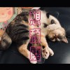 想頹廢