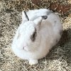 想兔的人生
