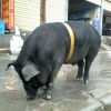 僵尸星球