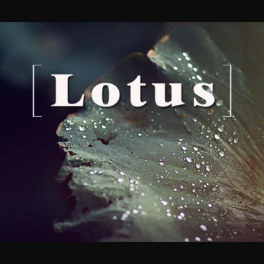 Lotus