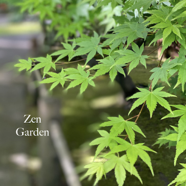Zen Garden