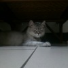 fickle cat