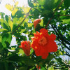 summer time（新版live 同期）